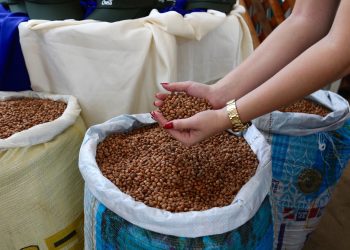 Prefeitura de Campo Alegre realizará o Lançamento da 13ª Edição do Projeto Barriga Cheia