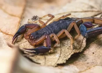 Período de chuvas aumenta casos de picadas de escorpião em Alagoas