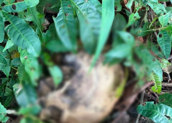 Mistério em Coruripe: Ossada humana é localizada nas margens da rodovia AL-105