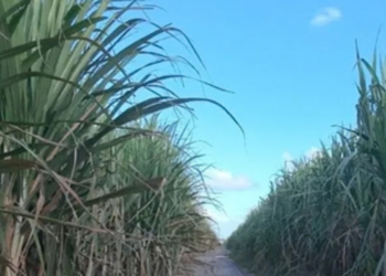 Campo Alegre recebe ação para cadastro de fornecedores de cana em programa de subvenção federal