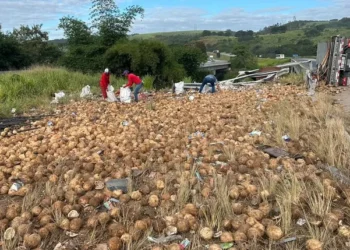 Motorista morre após caminhão capotar na BR-101, em Alagoas; carga de coco é saqueada